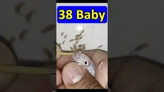 Mother white cichlid fish giving birth to 36 babies fish 😍🐳 #fish #물고기 #魚