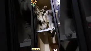 Лучше нету красоты- чем коты, коты, коты!!!!