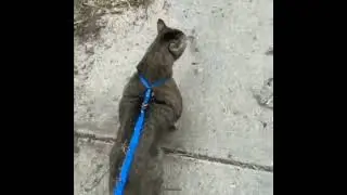 Накаченный кот