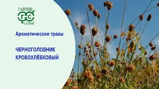 ЧЕРНОГОЛОВНИК КРОВОХЛЕБКОВЫЙ – С ЧЕМ ЕГО ЕДЯТ?   #дача #огород #сад #гавриш #garden #семена