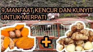 MANFAAT KENCUR DAN KUNYIT UNTUK MERPATI#merpati #merpatiku #merpatikolong #merpatilovers