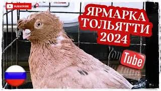 Ярмарка голубей в Тольятти 2024г осень 🍂