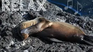 60 Min. relaxing music, snoezelen, stress relief, Entspannungsmusik