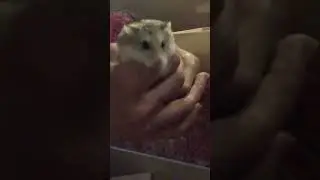 Saying “Hi” 