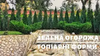Зелена огорожа. Топіарні форми з ялівців | ТОПІАРНИЙ САД