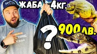 КУПУВАМ ЕКЗОТИЧНИ ЖИВОТНИ / РИБИ за аквариума!!!