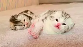 Крошечные котята открыли глазки‼️‼️‼️