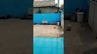 Lemparan Jauh #shorts