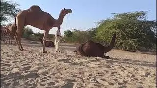 Camel Meeting Season in the Desert 🐪 | Amazing Camel Mating Moment 