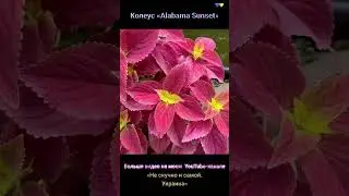 Колеус Алабама Сансет / Красивые растения для сада