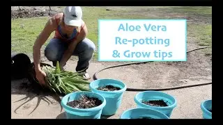 Aloe Vera