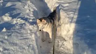 Юки встречает незнакомых в лесу