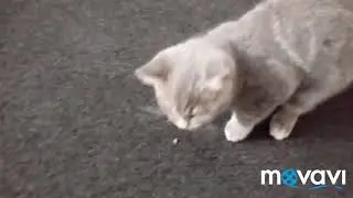 Тайсон кушает🍖🍖🍖🍖