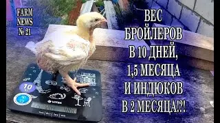 ВЕС БРОЙЛЕРОВ В 1,5 МЕСЯЦА, 10 ДНЕЙ И ИНДЮКОВ В 2 МЕСЯЦА.