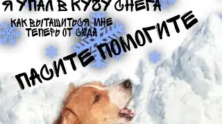 я упал в кучу снега (говорящая собака) #дрт #говорящаясобака #собака