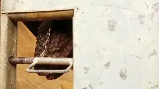 Dino Safari Park - the Raptors escape!!
