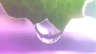 Water dripping off leaf, Macro HD Slowmotion Mobile videography