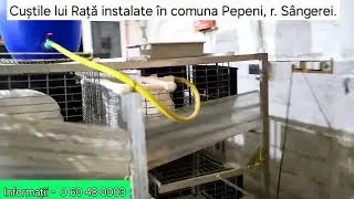Custi pentru 80 femele instalate in comuna Pepeni, r. Sangerei.