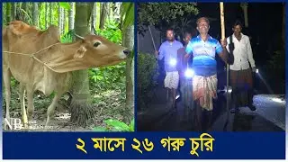 গ্রামে গরু চুরির হিড়িক, ঋণের দায়ে শঙ্কিত কৃষক | Cow | Natore