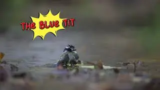 the blue tit