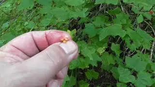 Поиски следков зверя 2022 г.