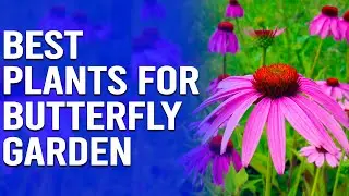 Best Plants for Butterfly Garden - Pretty Plants That Attract Butterflies (Our Top Choices)