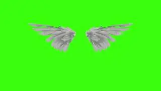 Green screen |👼 Angel wings | Valentine's Day | Footage | Video background | Download | №269