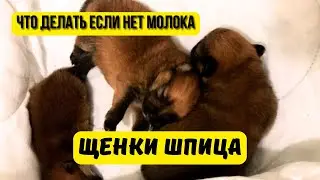 Чем кормить новорожденных щенков Шпица 🐾 Искусственное вскармливание