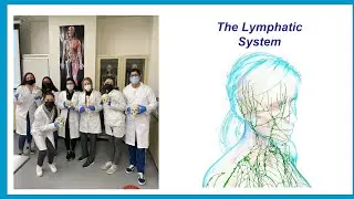 Lymphatic System
