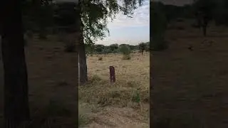 जोधपुर में एक खेत का सुबह का दृश्य
