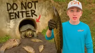 Saving Fish Abandoned in DRIED UP CREEK!