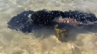 Захватывающие виды и успокаивающий шум моря Для расслабления и быстрого сна Для медитации