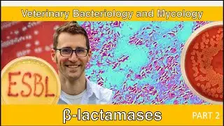 ESBLs and Carbapenemases (Part 2) - Veterinary Bacteriology and Mycology