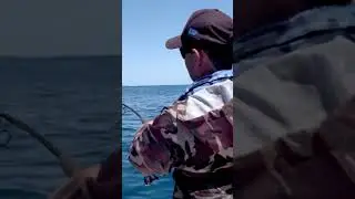 Don't fall in now! #sharks #reef #fishing #offshore #boat #nature #shark