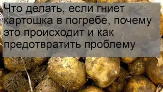 Что делать, если гниет картошка в погребе, почему это происходит и как предотвратить проблему