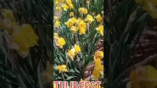 Beautiful Tulip Flowers