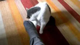 FOOT FETISH: rabid kitty iz a feet lover