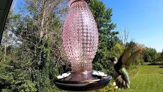 hummingbirds at the feeder