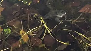 Froggy went a-courtin' (HD)