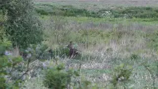 Summer roebuck shot