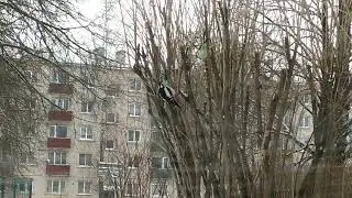 Дятел клюёт с кормушки