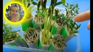 🍅🍅🍅КАК ВЫРАСТИТЬ РАССАДУ БЕЗ ЗЕМЛИ ! Мой опыт и результат выращивания