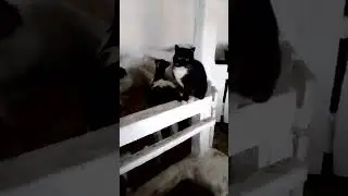 Дружба😂🐮🐈‍⬛🐮🐈‍⬛🐮