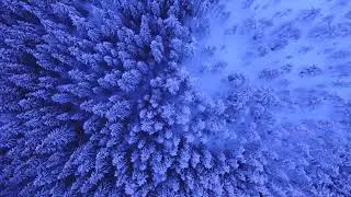 snowy trees No Copyright to Subscriber