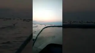 Стая бакланов на Байкале