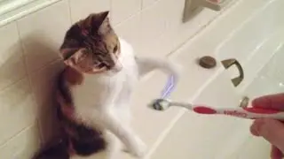 Cat gets shocked by a toothbrush