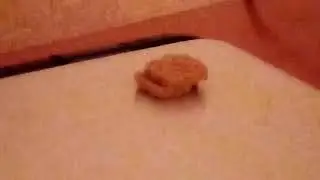 Секс сухариков
