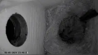 Моя трансляция