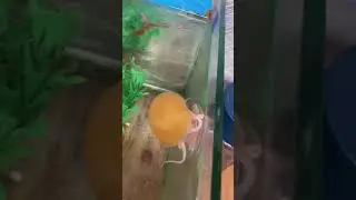 Дыхание улиток.