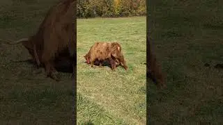 Cows in heaven part 1